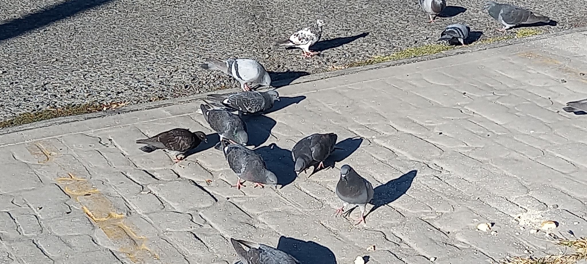 Sesiones de ti Las palomas saben…